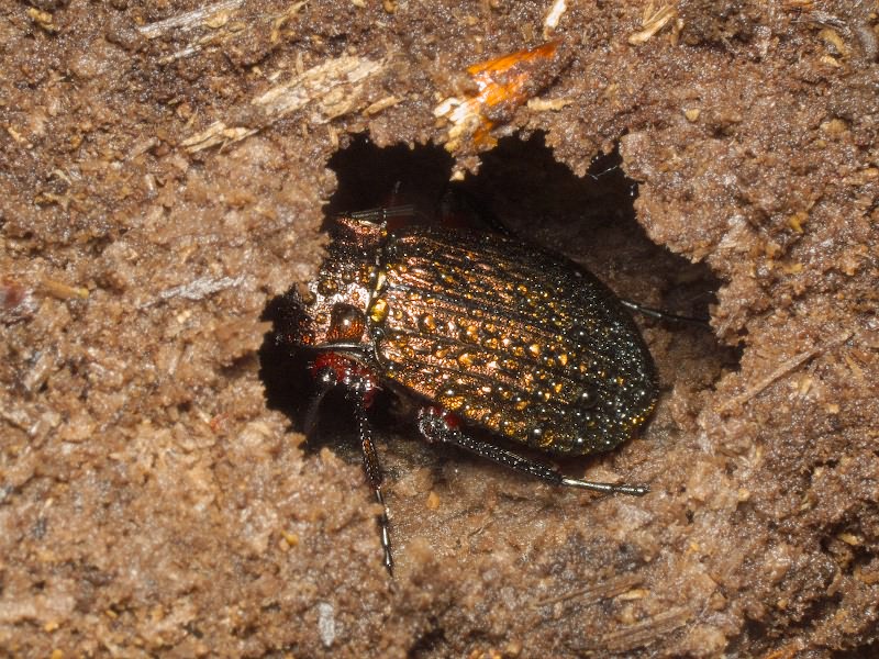 granulatus Linne, 1758
